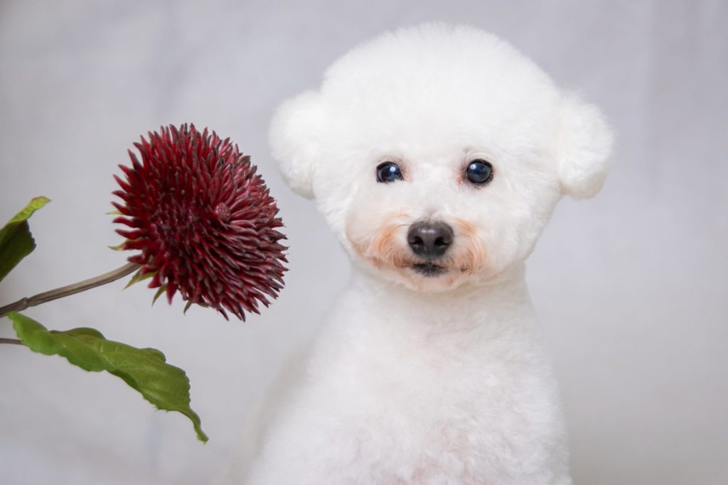 犬の記念写真