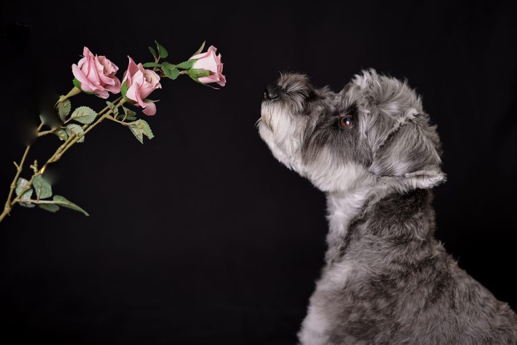 犬　写真館　シュナウザー
