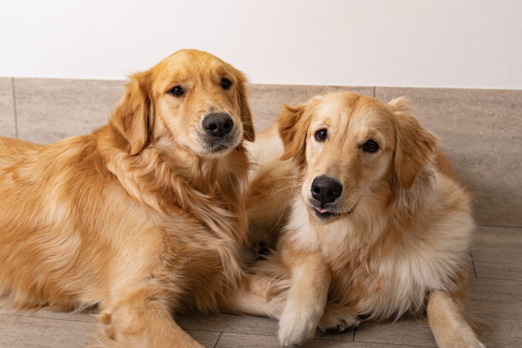 犬の集合写真