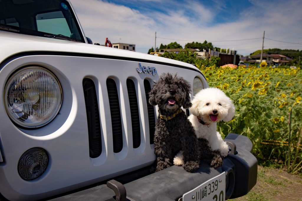 犬とJEEP